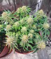 Orange Creampop (Hella Jelly x Orange Cremsicle Bx3)