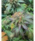 Orange Creampop (Hella Jelly x Orange Cremsicle Bx3)