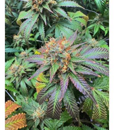 Orange Creampop (Hella Jelly x Orange Cremsicle Bx3)