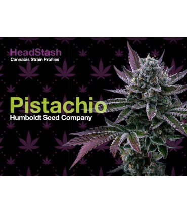 Pistachio (P-61 X Fortune Cookies)