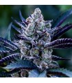 Poddy Mouth (Humboldt Pound Cake x Mountaintop Mint)