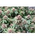 Squirt (Blueberry Muffin x Tangie)