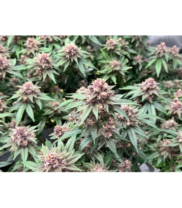 Squirt (Blueberry Muffin x Tangie)