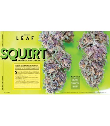 Squirt (Blueberry Muffin x Tangie)