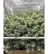 The Upsetter (Squirt x Tangie x Humboldt Dream)