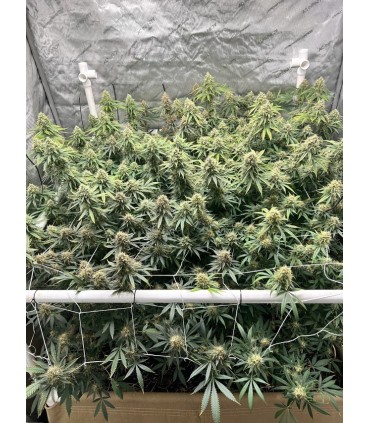 The Upsetter (Squirt x Tangie x Humboldt Dream)
