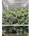 The Upsetter (Squirt x Tangie x Humboldt Dream)