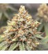 The Upsetter (Squirt x Tangie x Humboldt Dream)