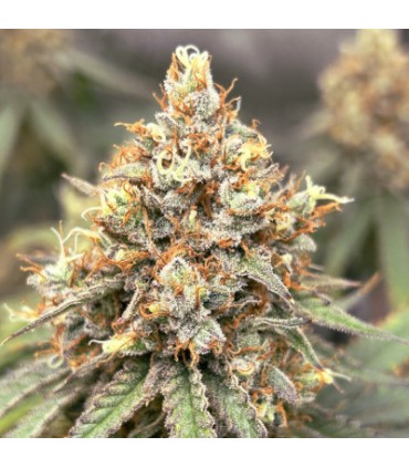 The Upsetter (Squirt x Tangie x Humboldt Dream)