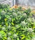 The Upsetter (Squirt x Tangie x Humboldt Dream)