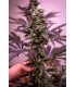 Vanilla Frosting (Humboldt Gelato Bx3 x Humboldt Frost)
