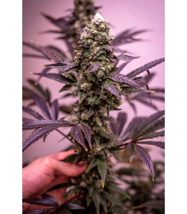 Vanilla Frosting (Humboldt Gelato Bx3 x Humboldt Frost)