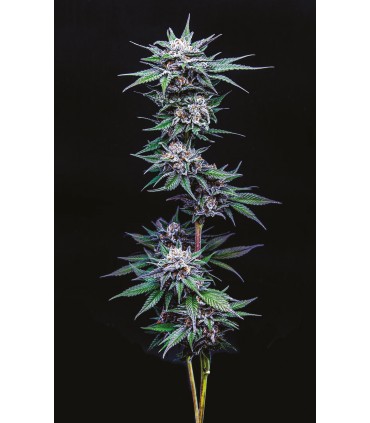BLUEBERRY PANCAKES (Blueberry Pancakes x Slurricane x PPD)