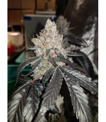 GUZZLERZ 3FEM (Gusherz x Zkittlez x Triangle Kush)