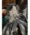 GUZZLERZ 3FEM (Gusherz x Zkittlez x Triangle Kush)
