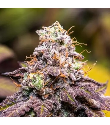 GUZZLERZ 3FEM (Gusherz x Zkittlez x Triangle Kush)