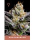 JELLY DONUTZ 3FEM (Hella Jelly x White Runtz)