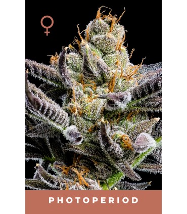 JELLY DONUTZ 3FEM (Hella Jelly x White Runtz)