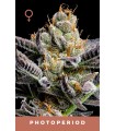 JELLY DONUTZ 3FEM (Hella Jelly x White Runtz)