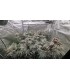 CHICKEN N WAFFLEZ 3FEM (Jelly Donutz 117 x Purple Cartel By Xotic Flavors)