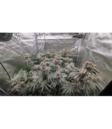 CHICKEN N WAFFLEZ 3FEM (Jelly Donutz 117 x Purple Cartel By Xotic Flavors)