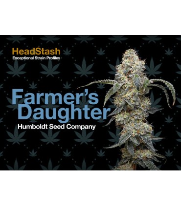 FARMERS DAUGHTER 3FEM (Vanilla Créme Pie x Humboldt Pound Cake Bx3)
