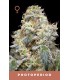 FARMERS DAUGHTER 3FEM (Vanilla Créme Pie x Humboldt Pound Cake Bx3)