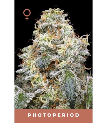 FARMERS DAUGHTER 3FEM (Vanilla Créme Pie x Humboldt Pound Cake Bx3)