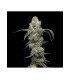 FARMERS DAUGHTER 3FEM (Vanilla Créme Pie x Humboldt Pound Cake Bx3)