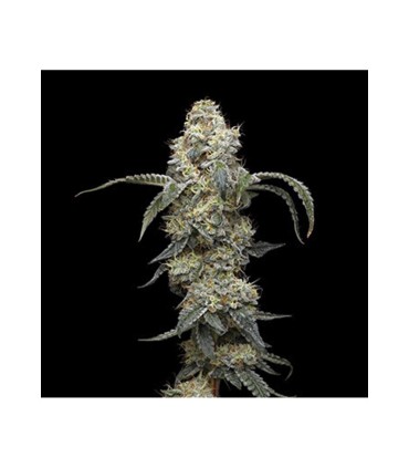 FARMERS DAUGHTER 3FEM (Vanilla Créme Pie x Humboldt Pound Cake Bx3)