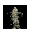 FARMERS DAUGHTER 3FEM (Vanilla Créme Pie x Humboldt Pound Cake Bx3)