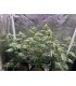 VANILLA CREME PIE 3FEM (Emerald Fire OG x Ghost Of Von Humboldt OG)