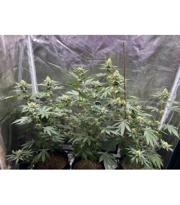 VANILLA CREME PIE 3FEM (Emerald Fire OG x Ghost Of Von Humboldt OG)