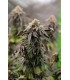 VANILLA CREME PIE 3FEM (Emerald Fire OG x Ghost Of Von Humboldt OG)