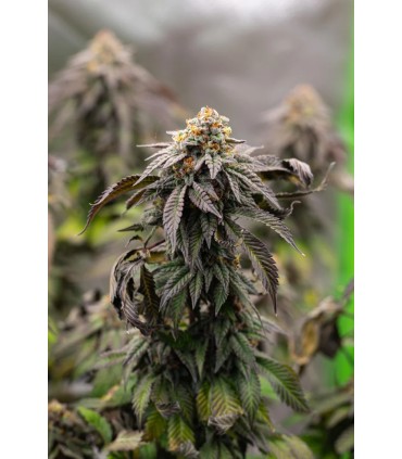 VANILLA CREME PIE 3FEM (Emerald Fire OG x Ghost Of Von Humboldt OG)