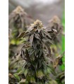 VANILLA CREME PIE 3FEM (Emerald Fire OG x Ghost Of Von Humboldt OG)