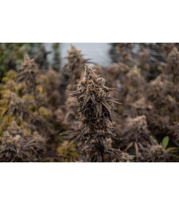 HELLA JELLY 3FEM (Notorious THC x Very Cherry)