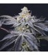 HELLA JELLY 3FEM (Notorious THC x Very Cherry)