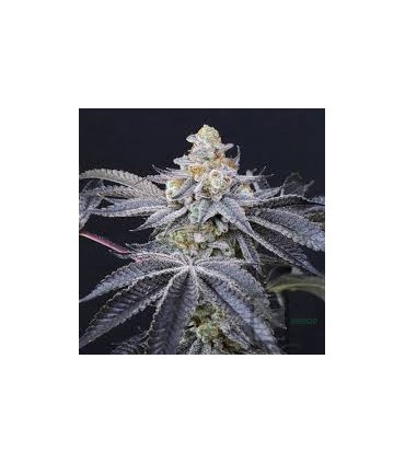 HELLA JELLY 3FEM (Notorious THC x Very Cherry)