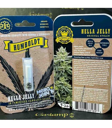 HELLA JELLY 3FEM (Notorious THC x Very Cherry)