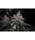 MOONFOG 3FEM (Moonfog x P. Face OG x High Octane)