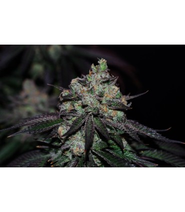 MOONFOG 3FEM (Moonfog x P. Face OG x High Octane)
