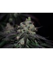 MOONFOG 3FEM (Moonfog x P. Face OG x High Octane)