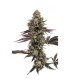 MOONFOG 3FEM (Moonfog x P. Face OG x High Octane)