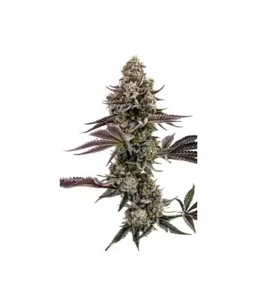 MOONFOG 3FEM (Moonfog x P. Face OG x High Octane)