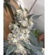 MOONFOG 3FEM (Moonfog x P. Face OG x High Octane)