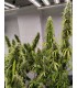 COLOSSUS 3FEM (Golden Tiger 2.0 x A5 Neville Haze)