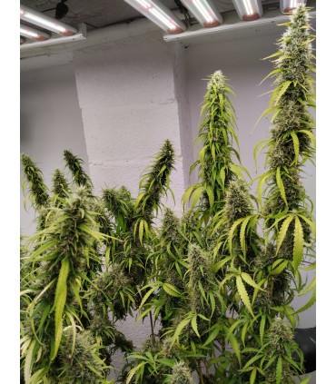 COLOSSUS 3FEM (Golden Tiger 2.0 x A5 Neville Haze)