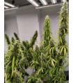 COLOSSUS 3FEM (Golden Tiger 2.0 x A5 Neville Haze)