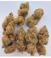 MAGIC CARROT 3FEM (Zamaldelica x A5 Neville Haze)